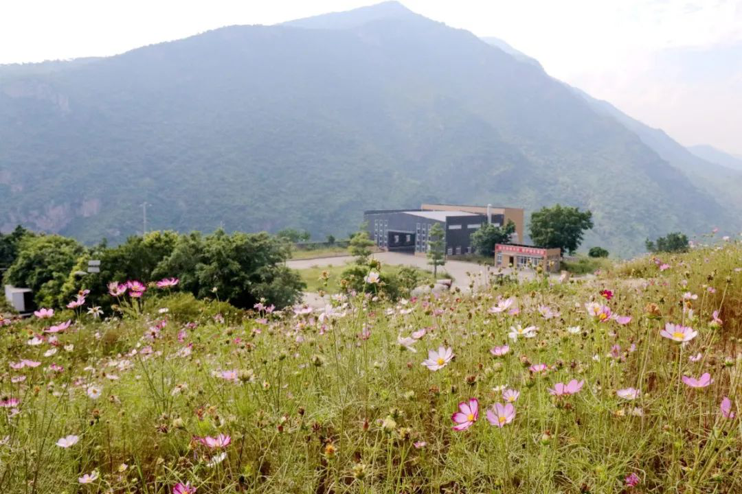 昔日“垃圾山”今朝“花海洋” 西區(qū)這個地方美出新高度