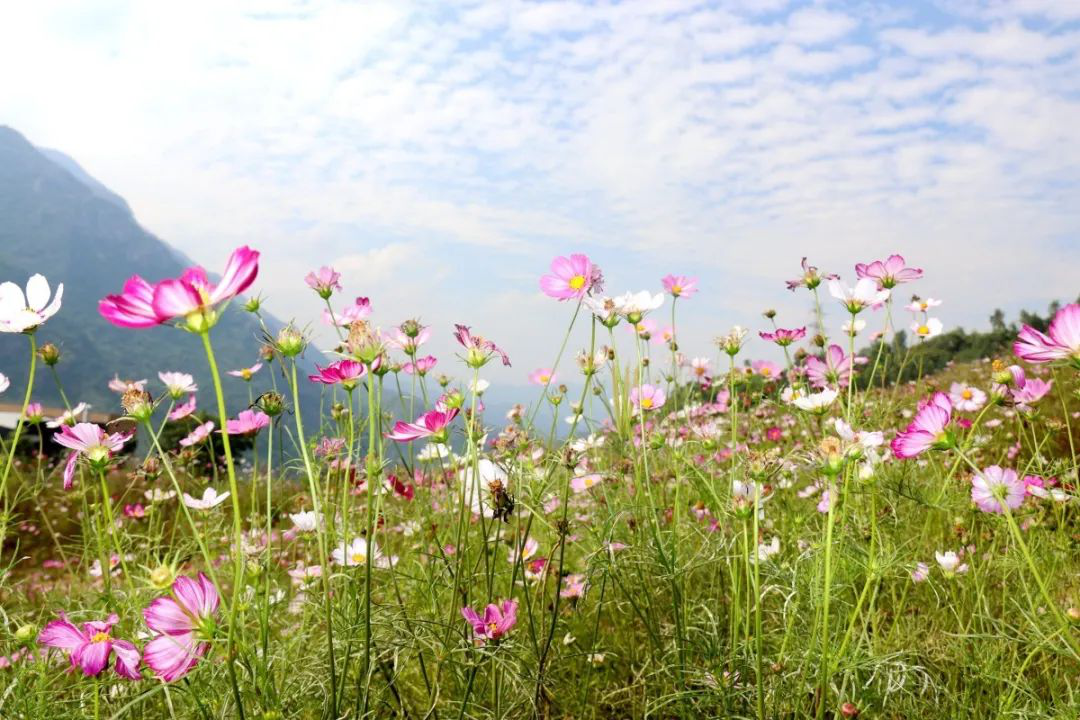 昔日“垃圾山”今朝“花海洋” 西區(qū)這個地方美出新高度