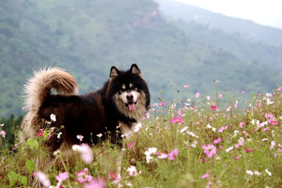 昔日“垃圾山”今朝“花海洋” 西區(qū)這個地方美出新高度