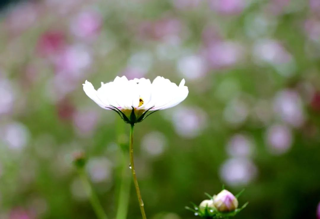 昔日“垃圾山”今朝“花海洋” 西區(qū)這個地方美出新高度