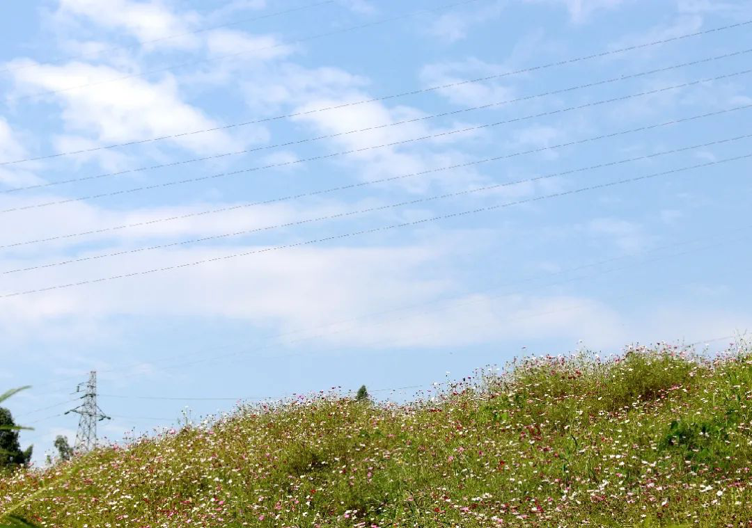 昔日“垃圾山”今朝“花海洋” 西區(qū)這個地方美出新高度