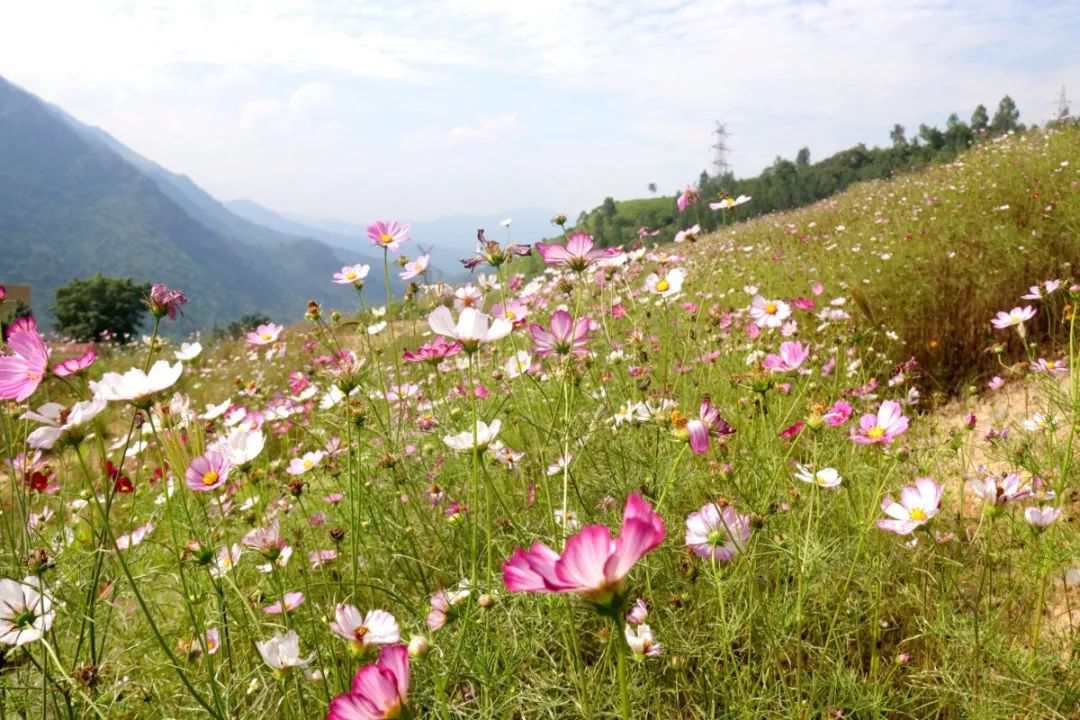 昔日“垃圾山”今朝“花海洋” 西區(qū)這個地方美出新高度