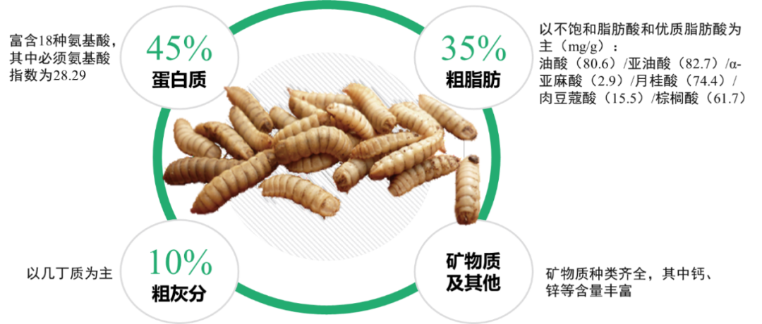 知識(shí)共享|黑水虻：小小蟲(chóng)子竟大有用處